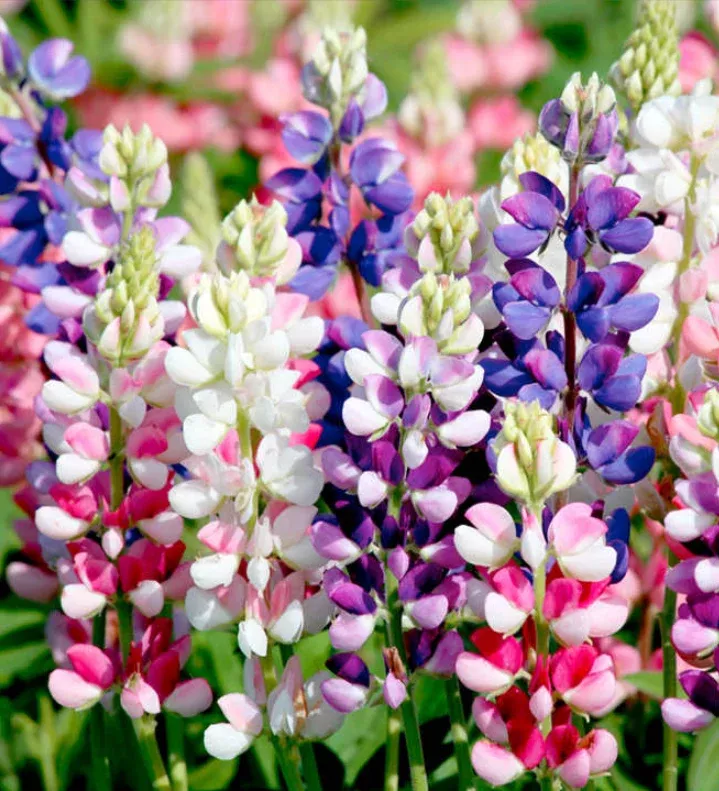 Suttons Seeds - Lupus Avalune Mix