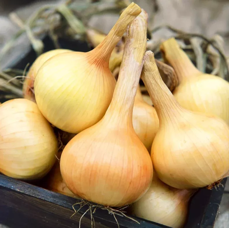 Suttons Seeds - Onion 'Walla Walla'