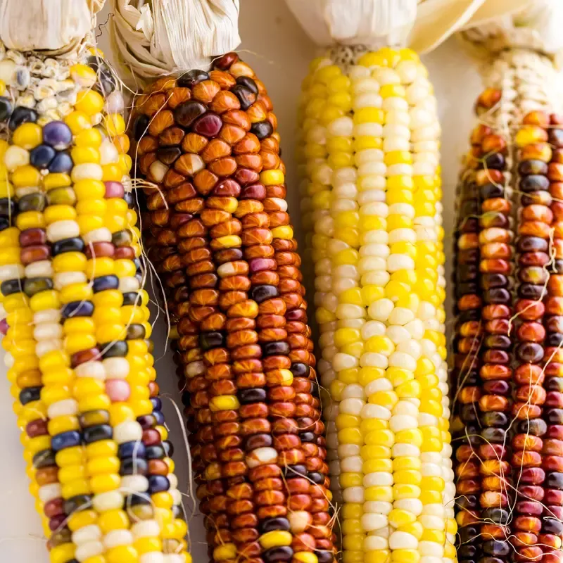 Suttons Seeds -Popcorn fiesta