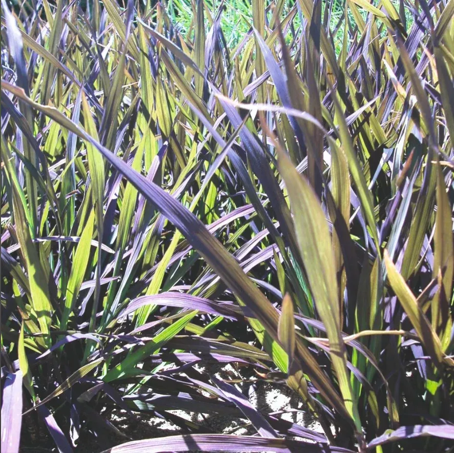Suttons Seeds - Prairie Ornamental Grass Black Madras