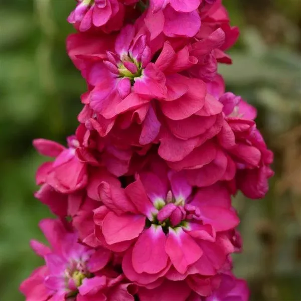 Suttons Seeds - Stock American Beauty Column