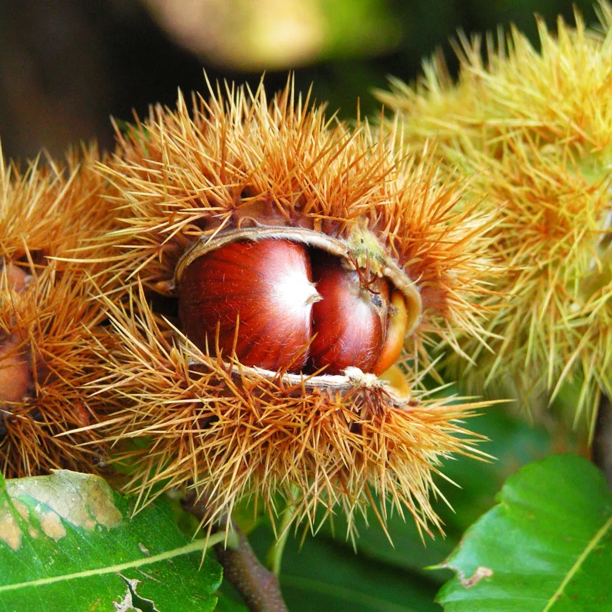 Sweet Chestnut Tree (European x Japanese Hybrid)