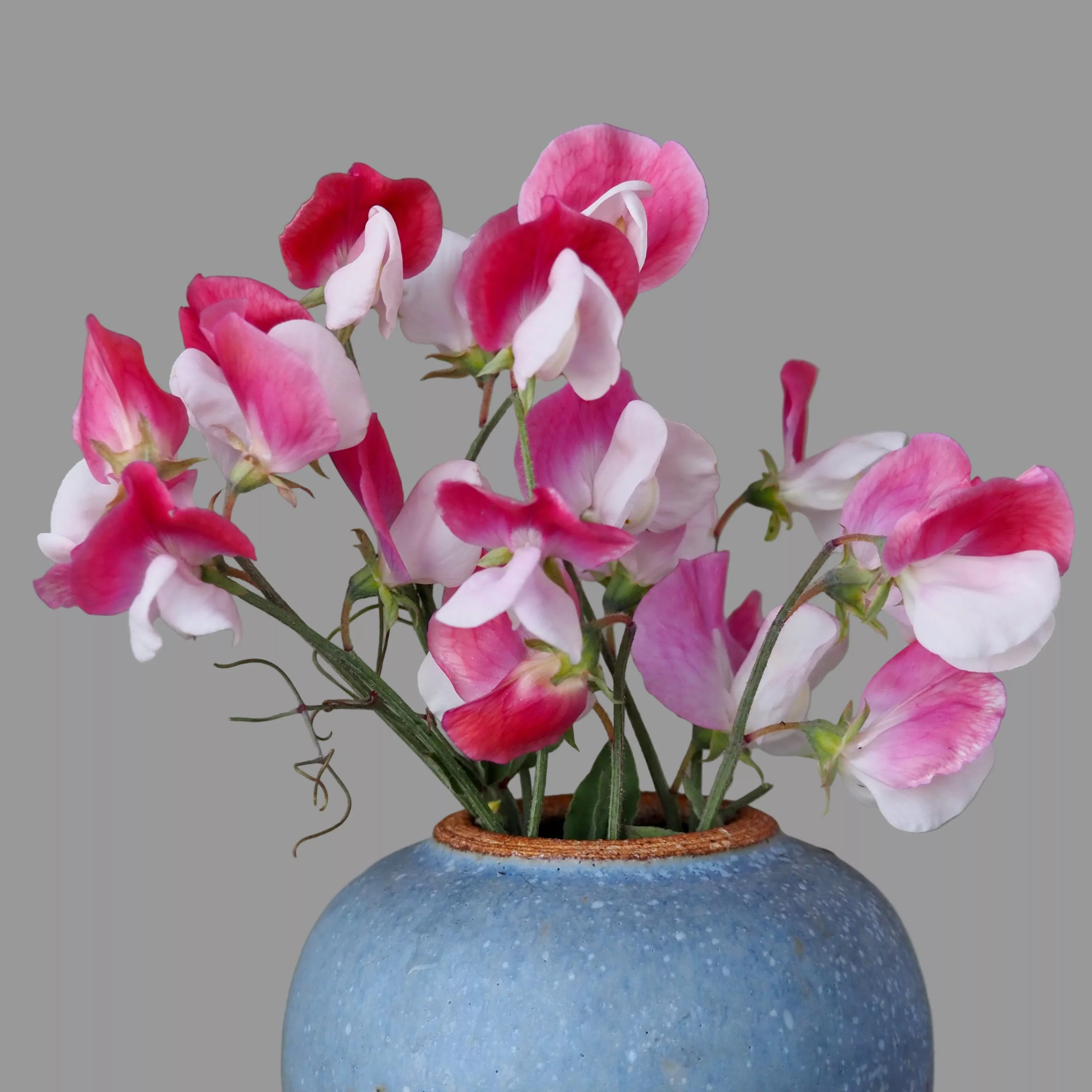 Sweet Pea ⁃ Organic Seed Painted Lady