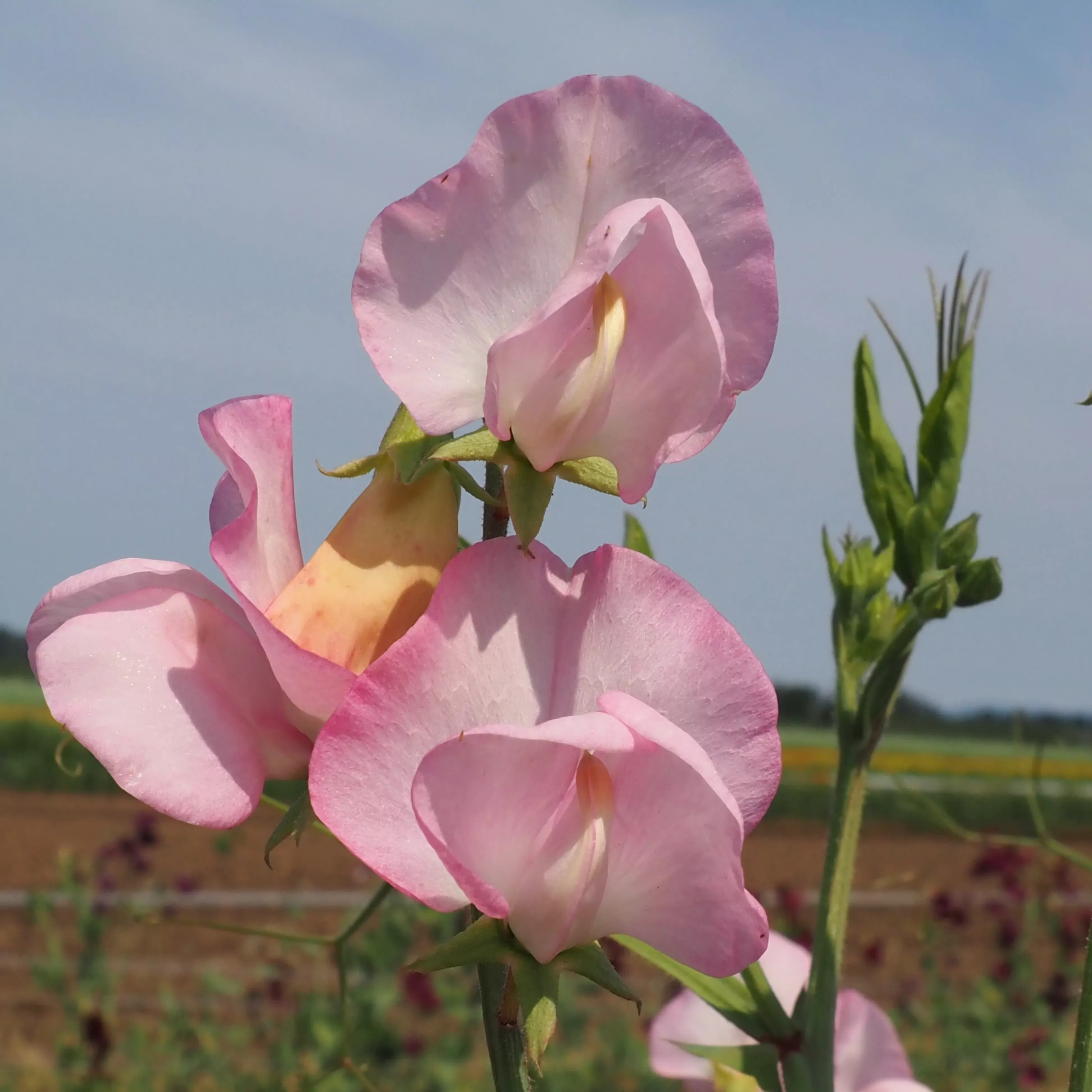 Sweet Pea ⁃ Organic Seed Pink Mollie