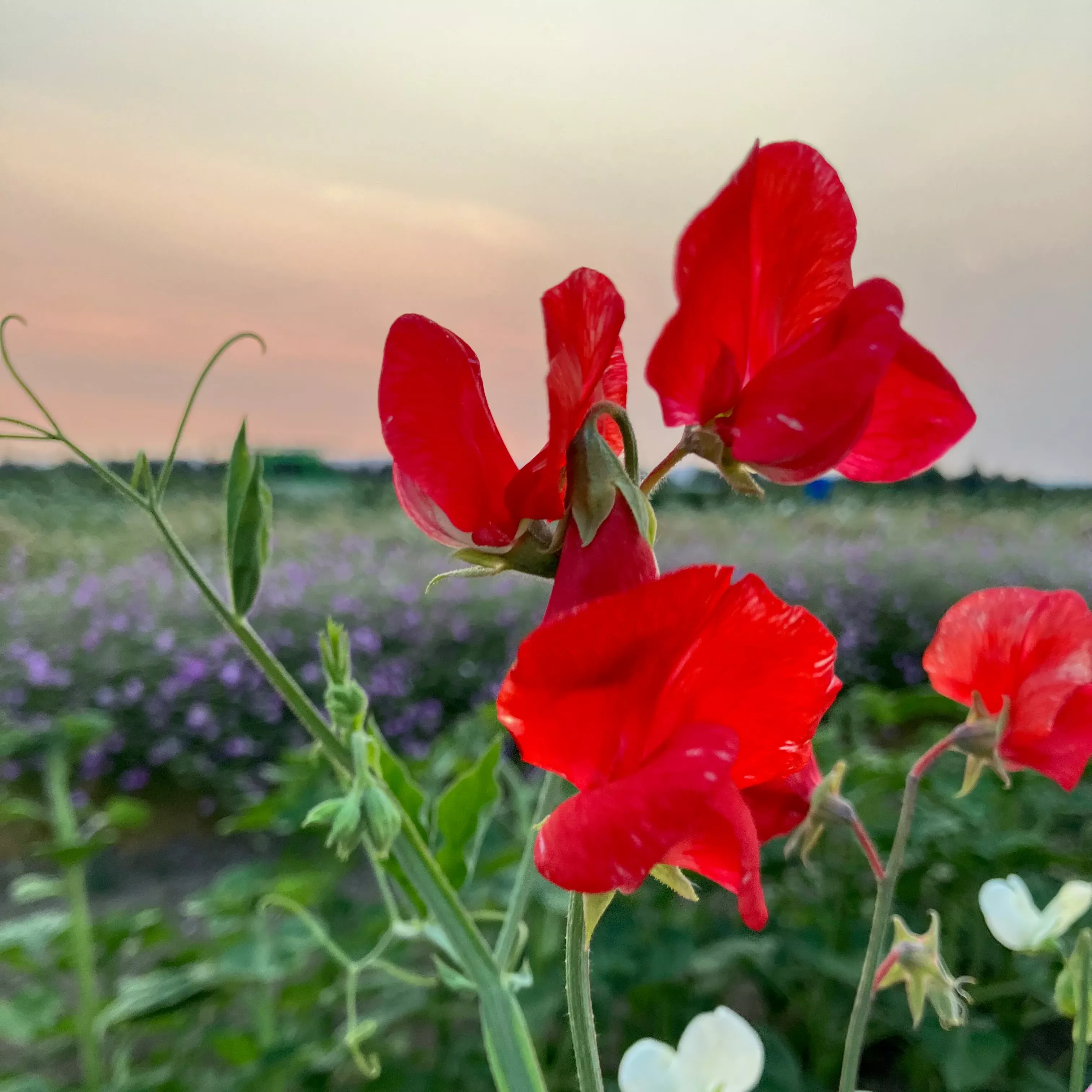 Sweet Pea ⁃ Organic Seed Restormel