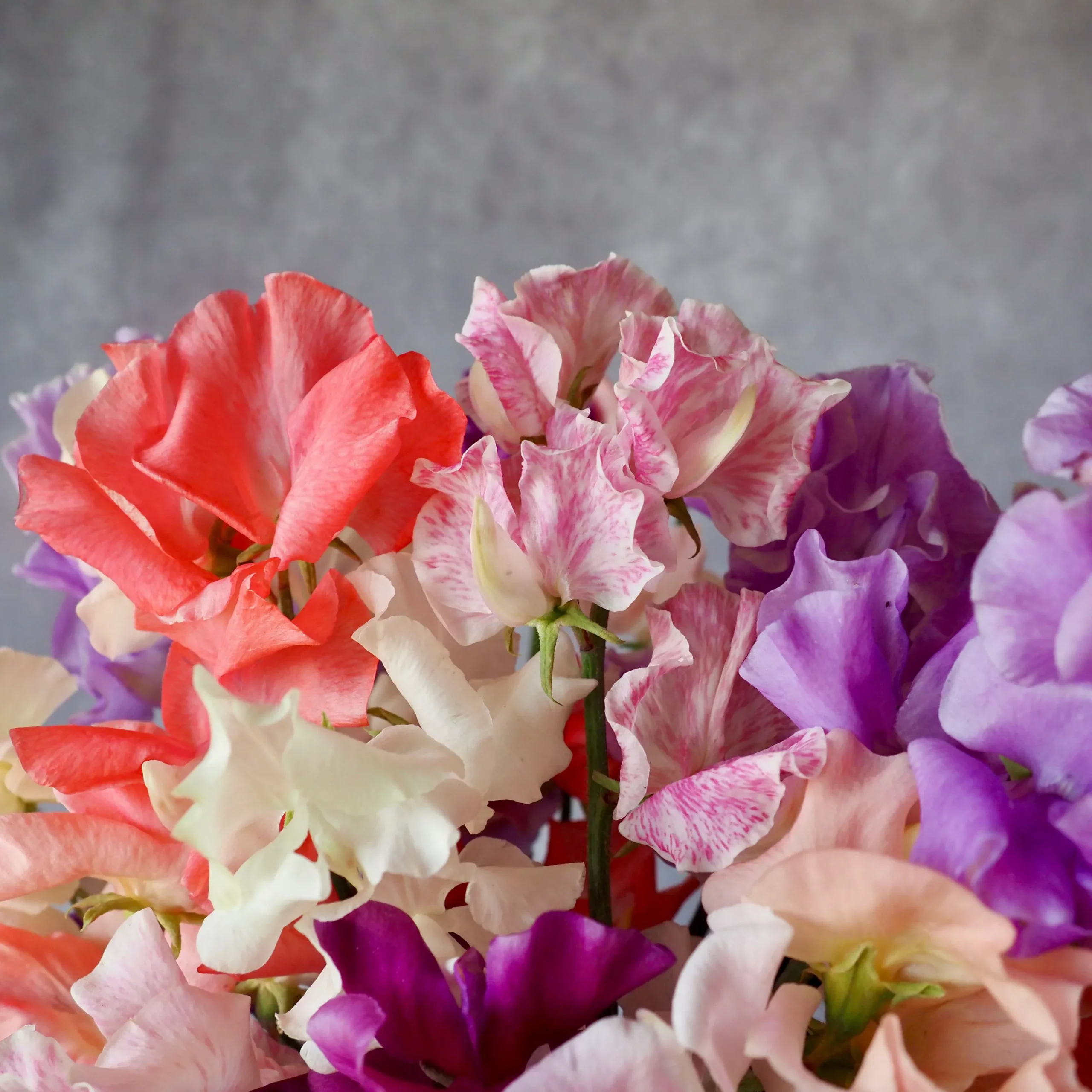 Sweet Pea ⁃ Organic Seed Summertime Mix