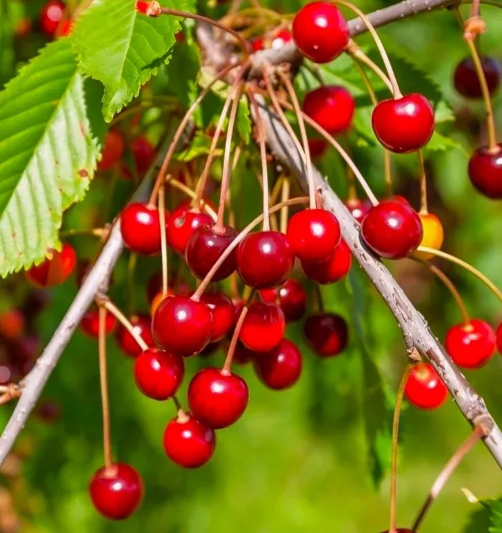 Sweet Red Cherry Tree