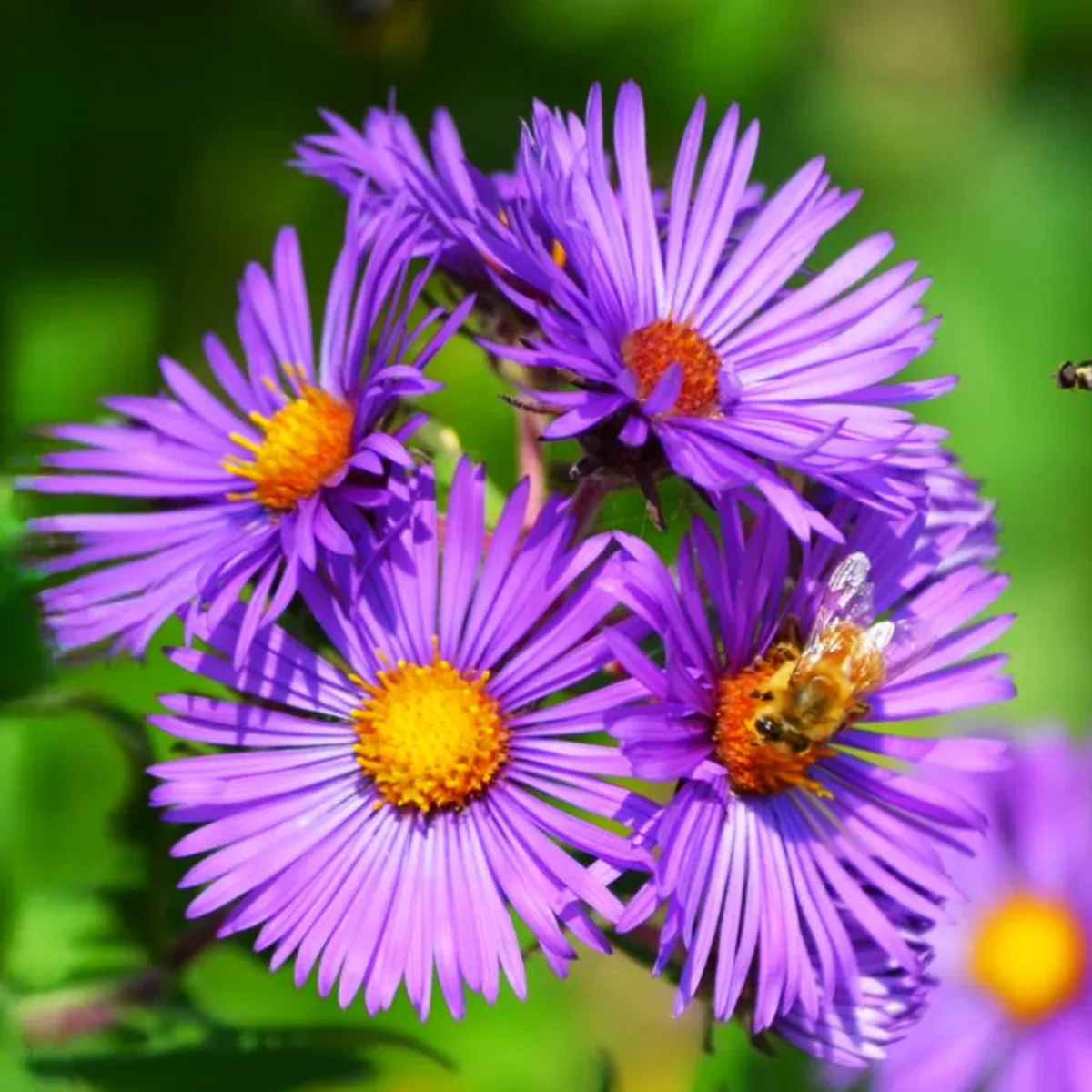 Tahoka Daisy (Prairie Aster)