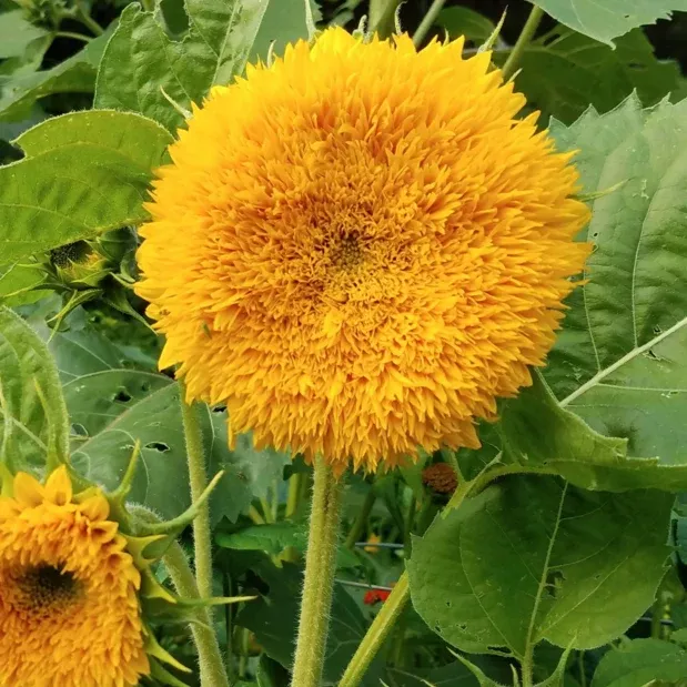 Tall Teddy Bear Sunflower
