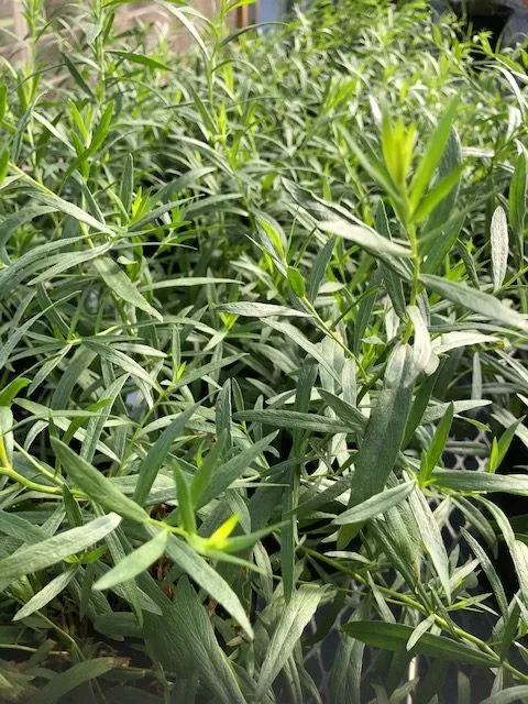 Tarragon