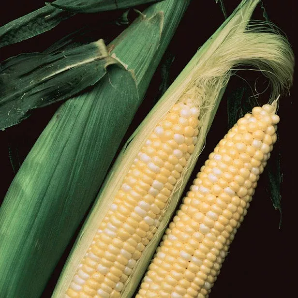 Temptation Corn Hybrid Sweet