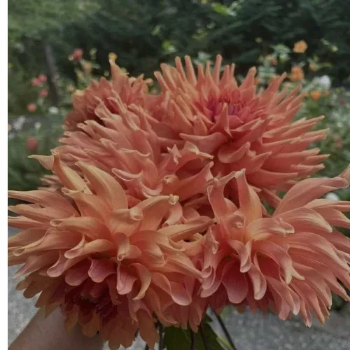 'Terra Cotta' Dahlia (Semi-Cactus)