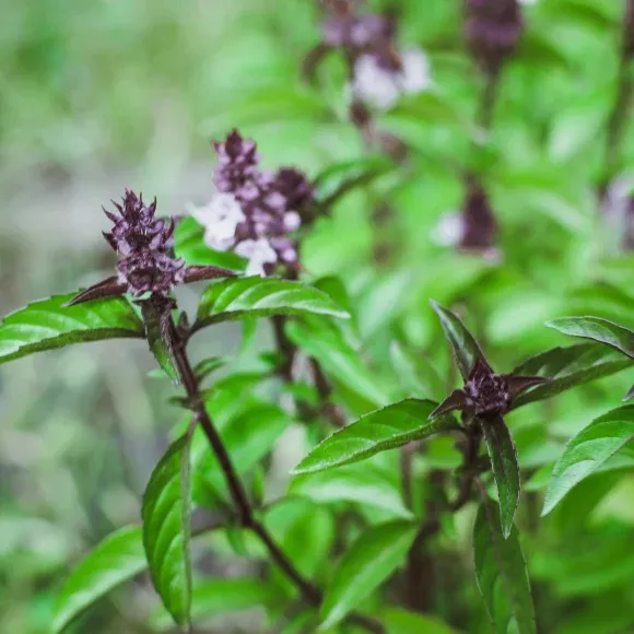 Thai Basil
