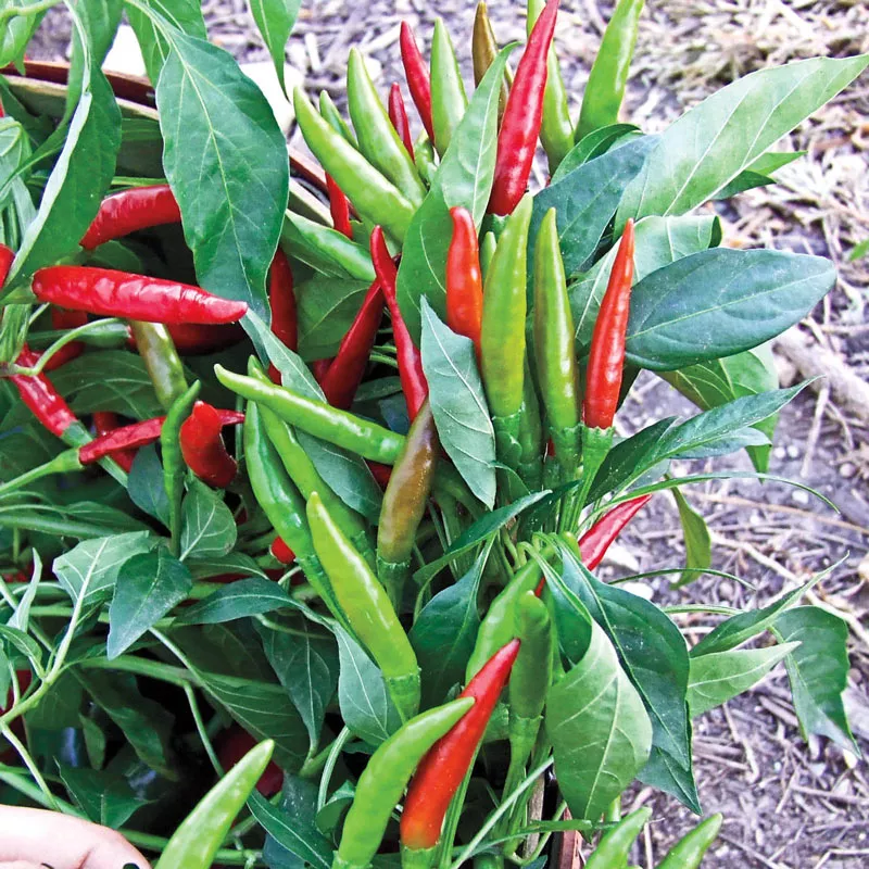 Thai “Dragon” Pepper
