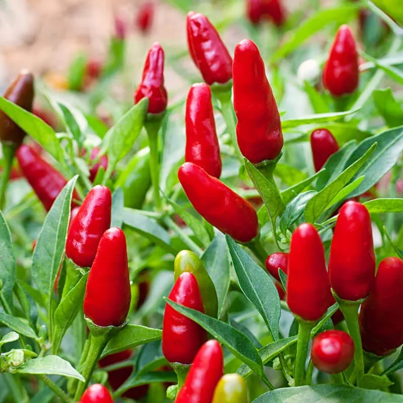 Thai Hot Pepper (2 Pack)