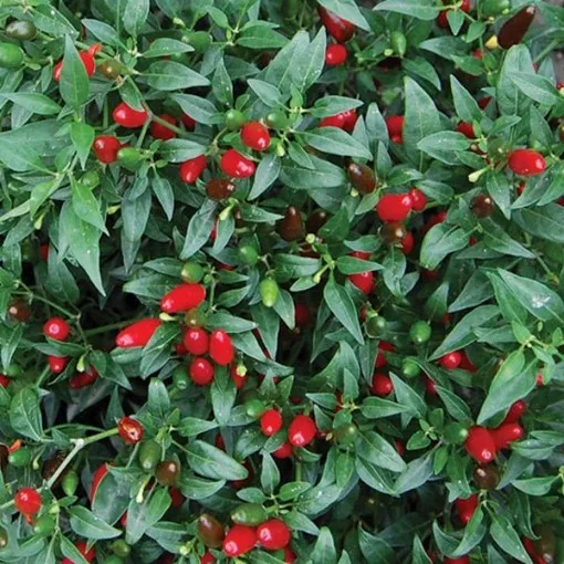 Thai Hot Small Pepper Seeds