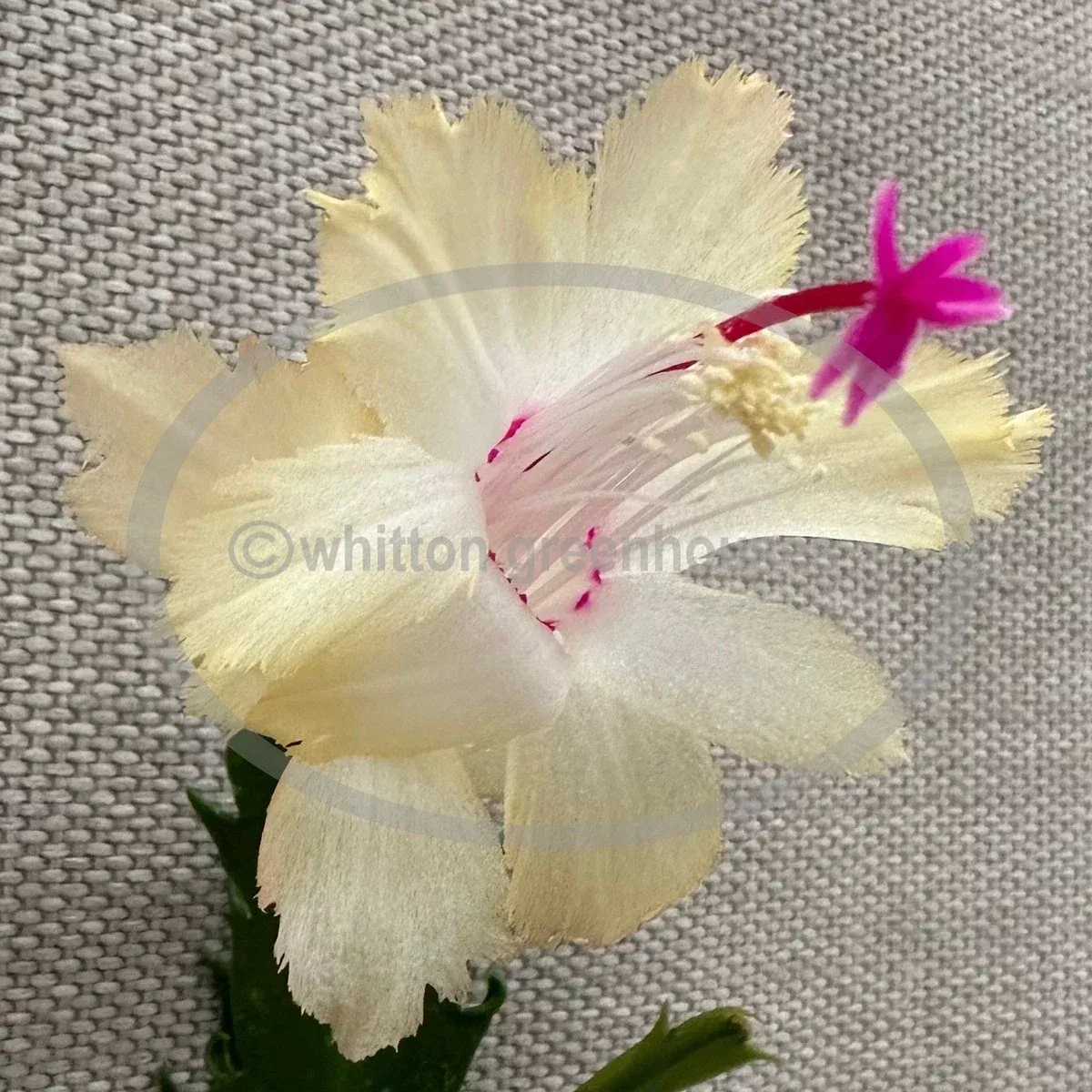Thanksgiving/Christmas Cactus Cuttings - Schlumbergera "CHELSEA" - No Roots - Perfect for Holiday Decor