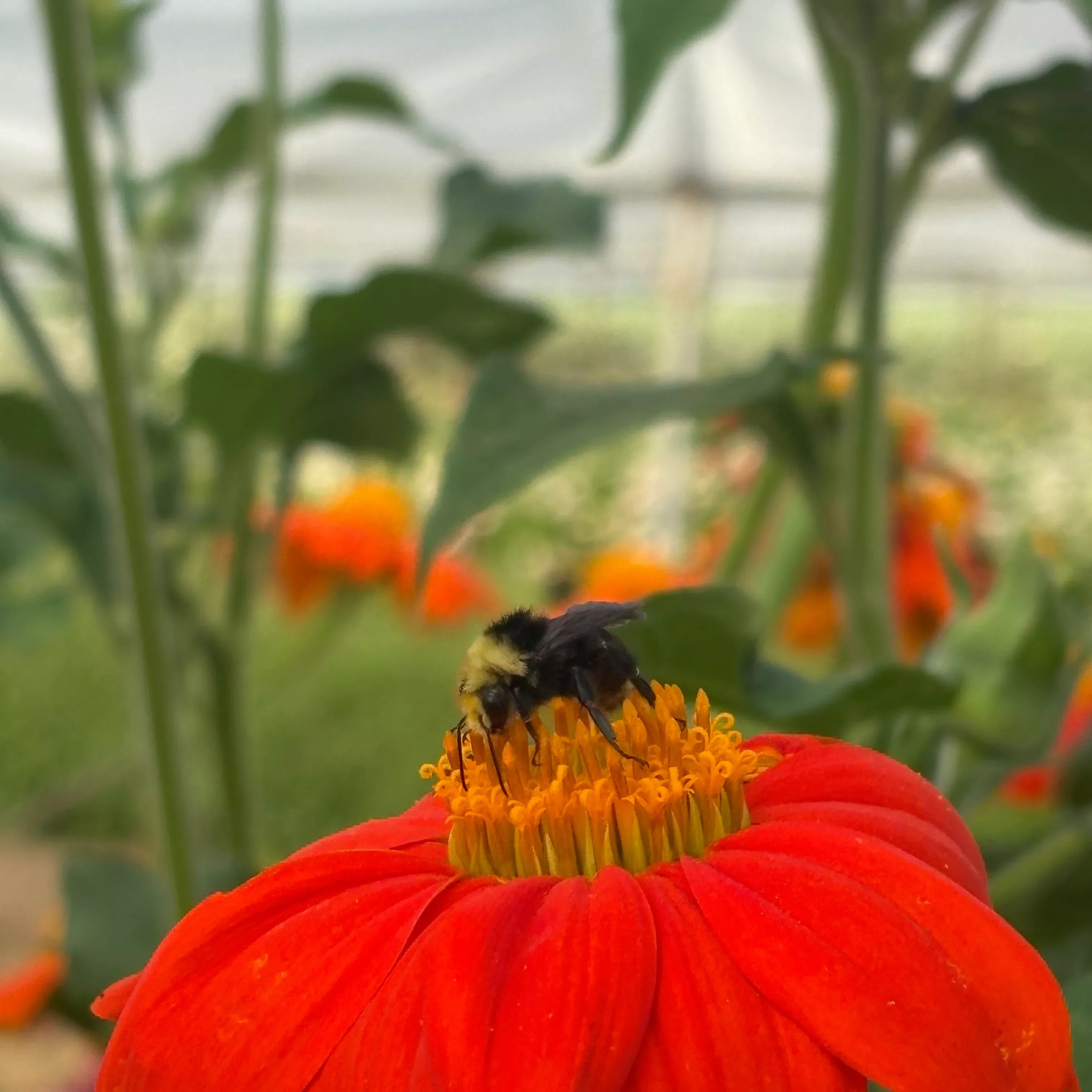 Tithonia ⁃ Organic Seed Goldfinger