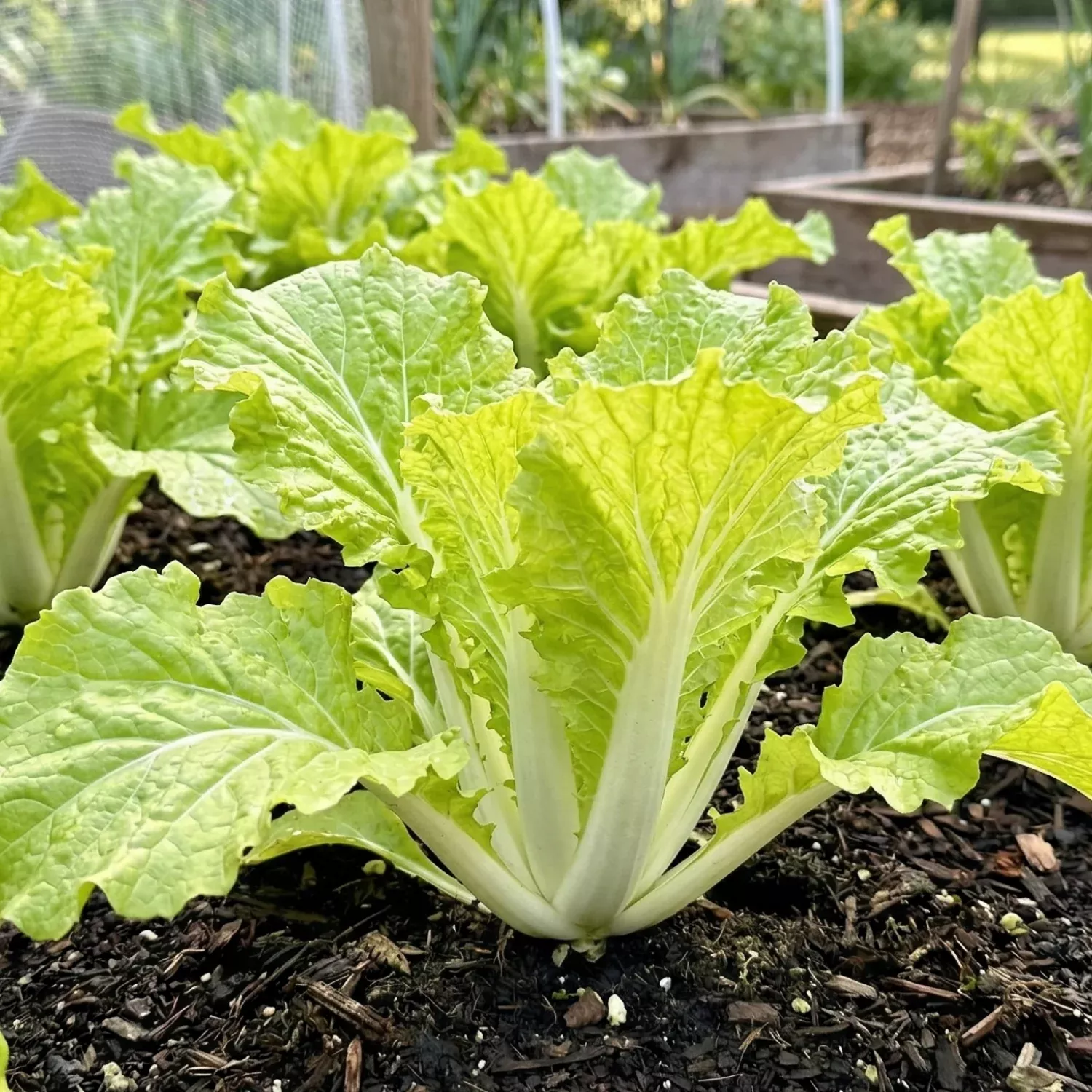 Tokyo Bekana Asian Greens, 6 plants