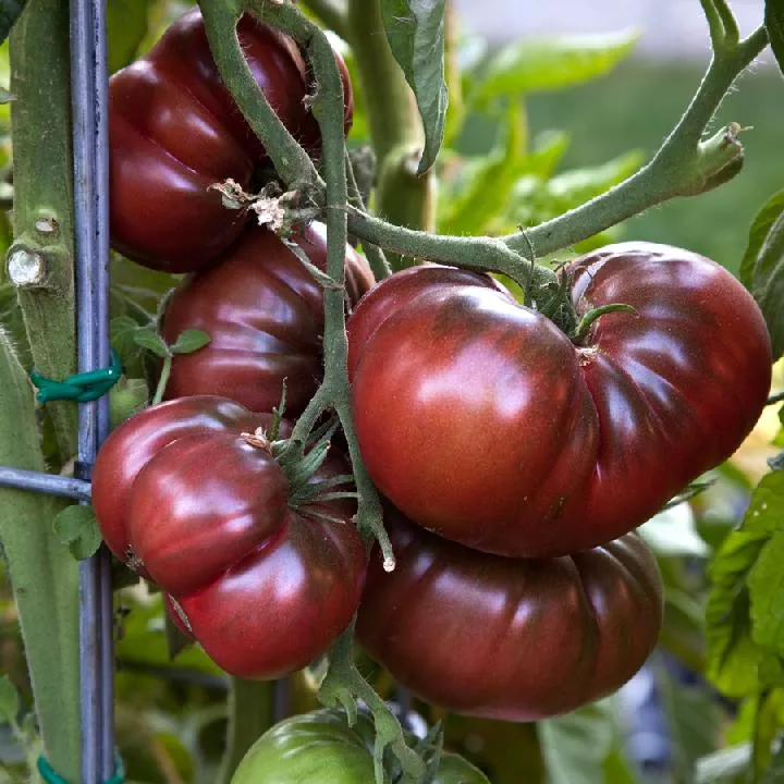 Tomato Brandywine Black Seeds