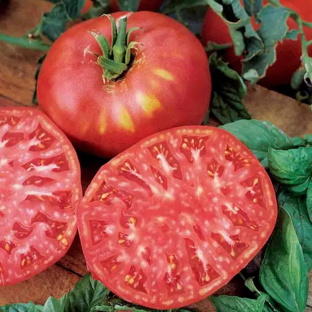 Tomato Brandywine Pink Seeds