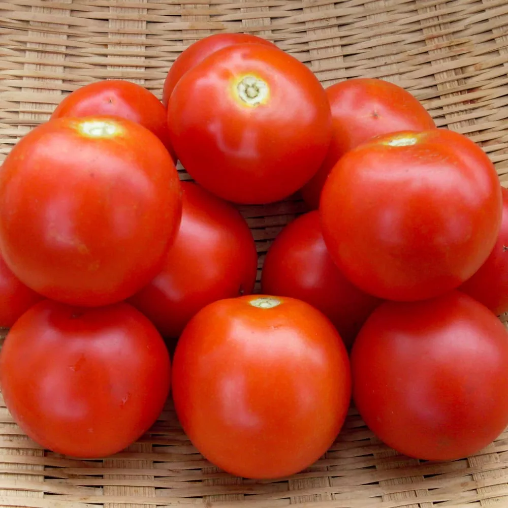 Tomato, Fakel (Organic)