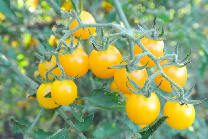 Tomato, Golden Currant (Organic)