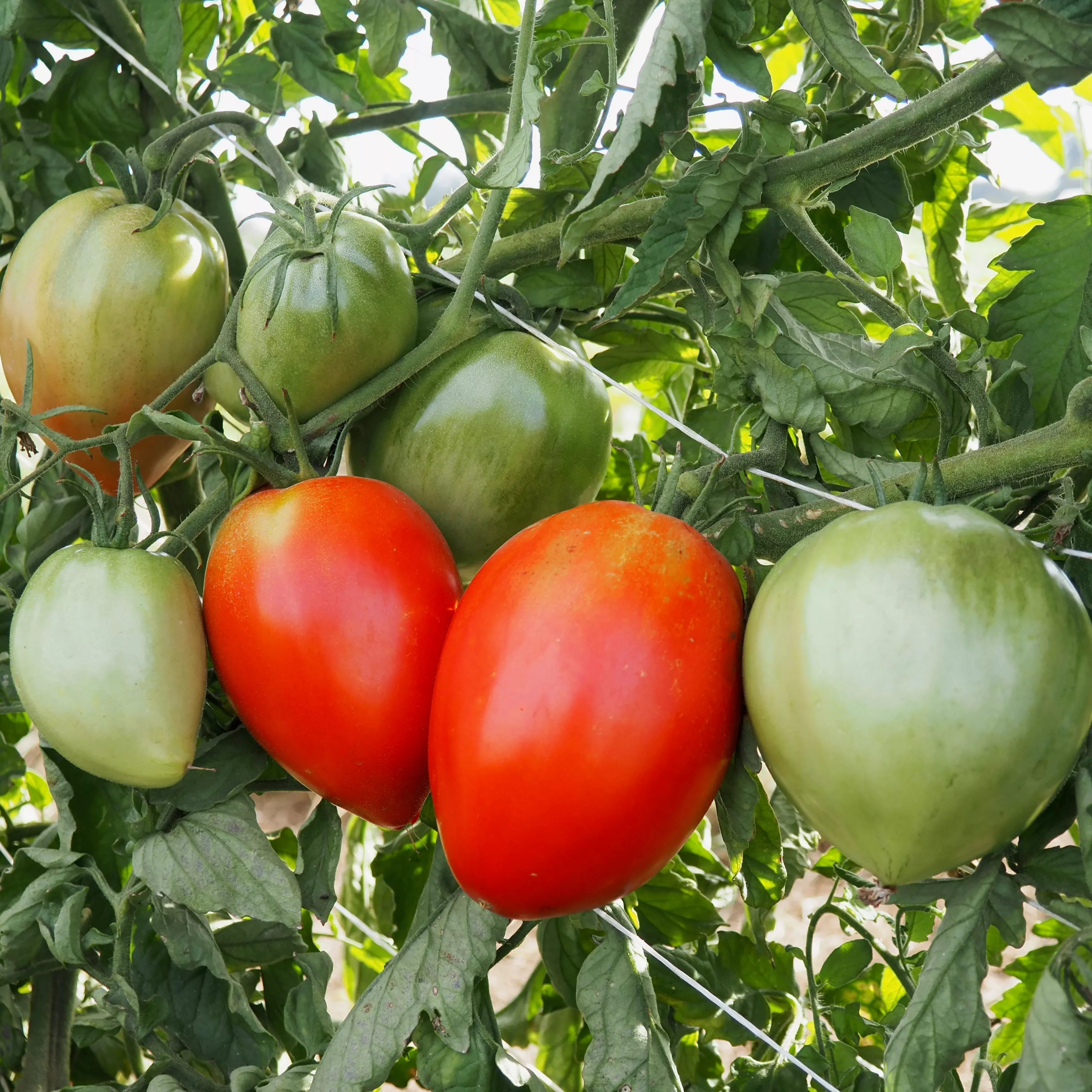 Tomato ⁃ Organic Seed Amish Paste