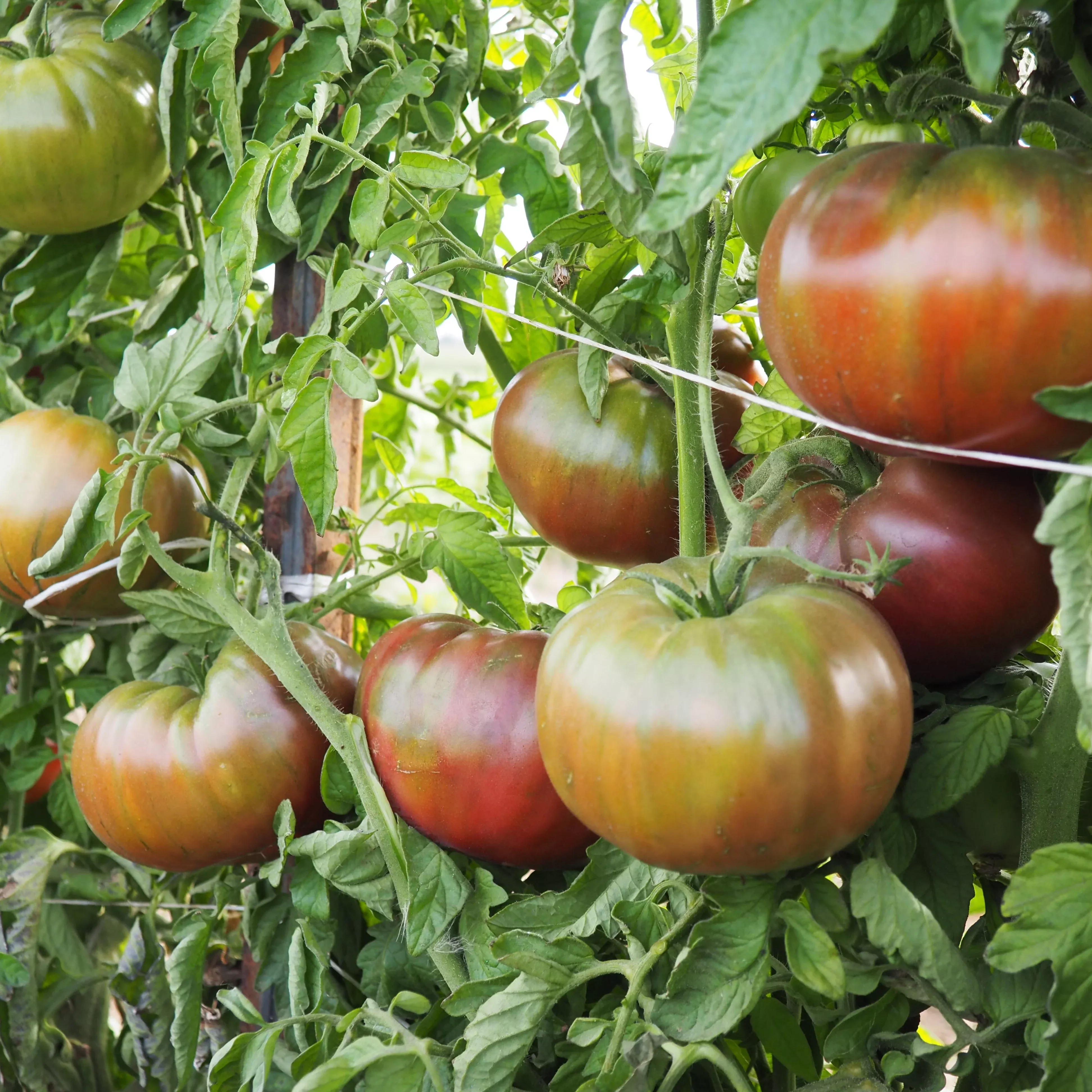 Tomato ⁃ Organic Seed Black Krim