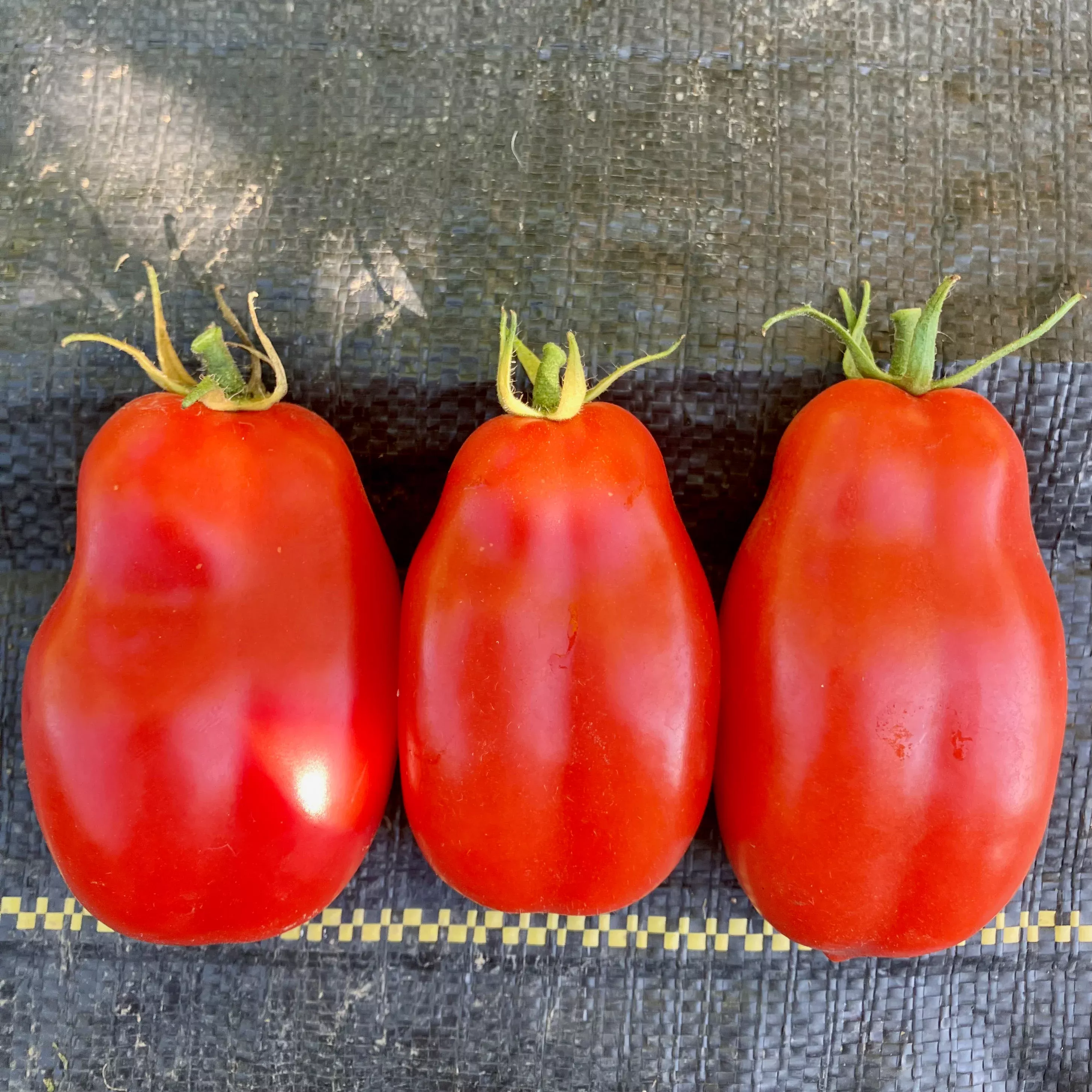 Tomato ⁃ Organic Seed San Marzano