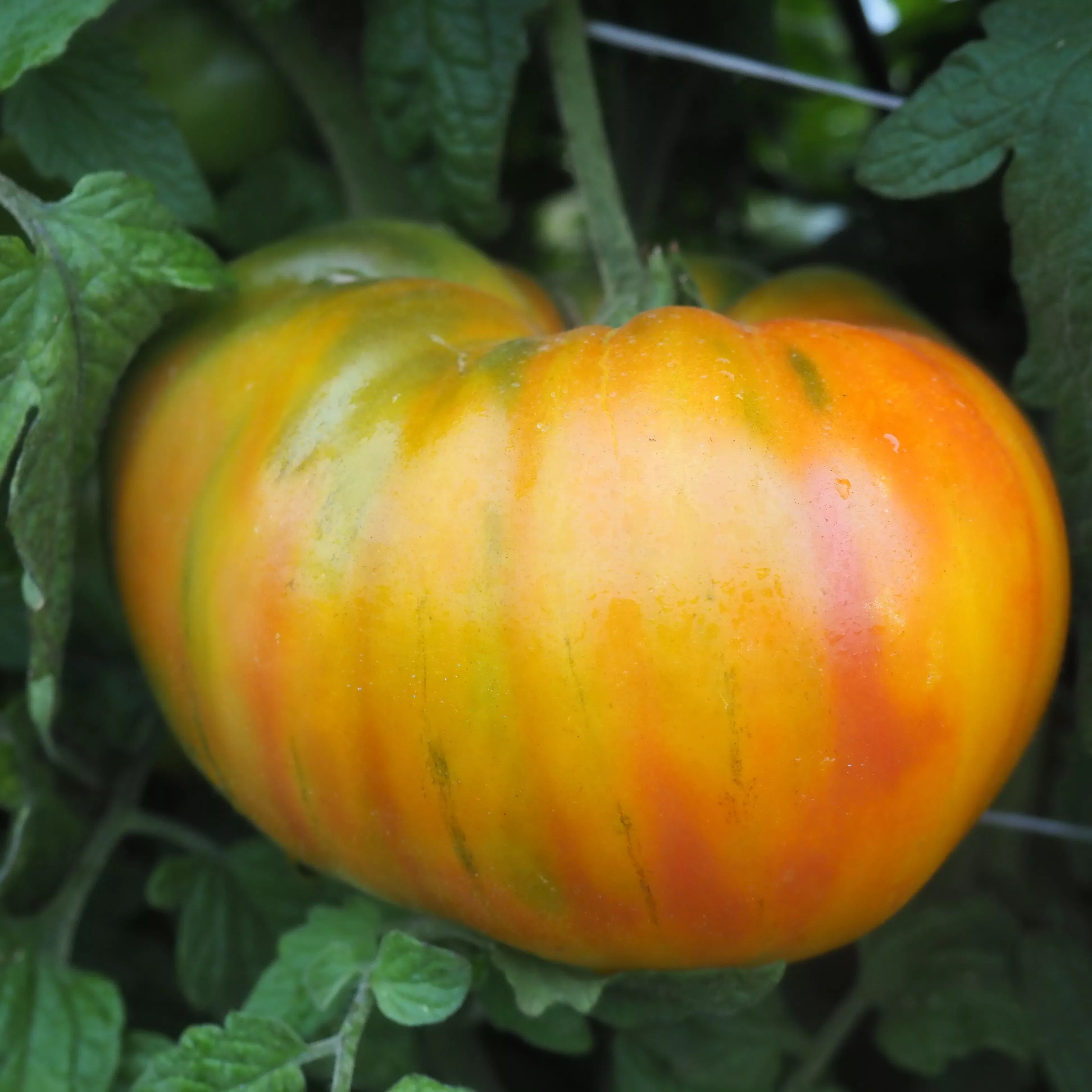 Tomato ⁃ Organic Seed Striped German
