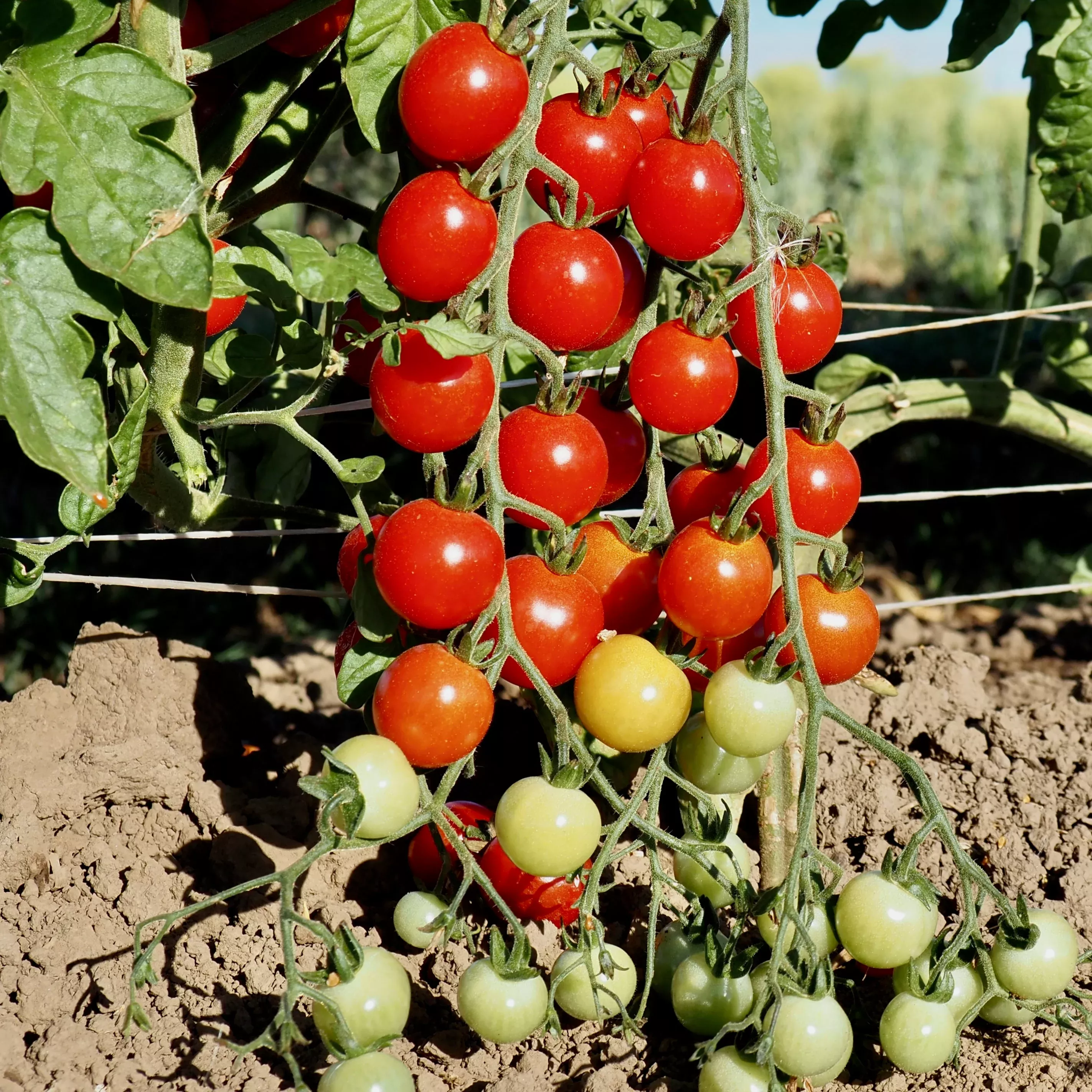 Tomato ⁃ Organic Seed Sweet Aperitif
