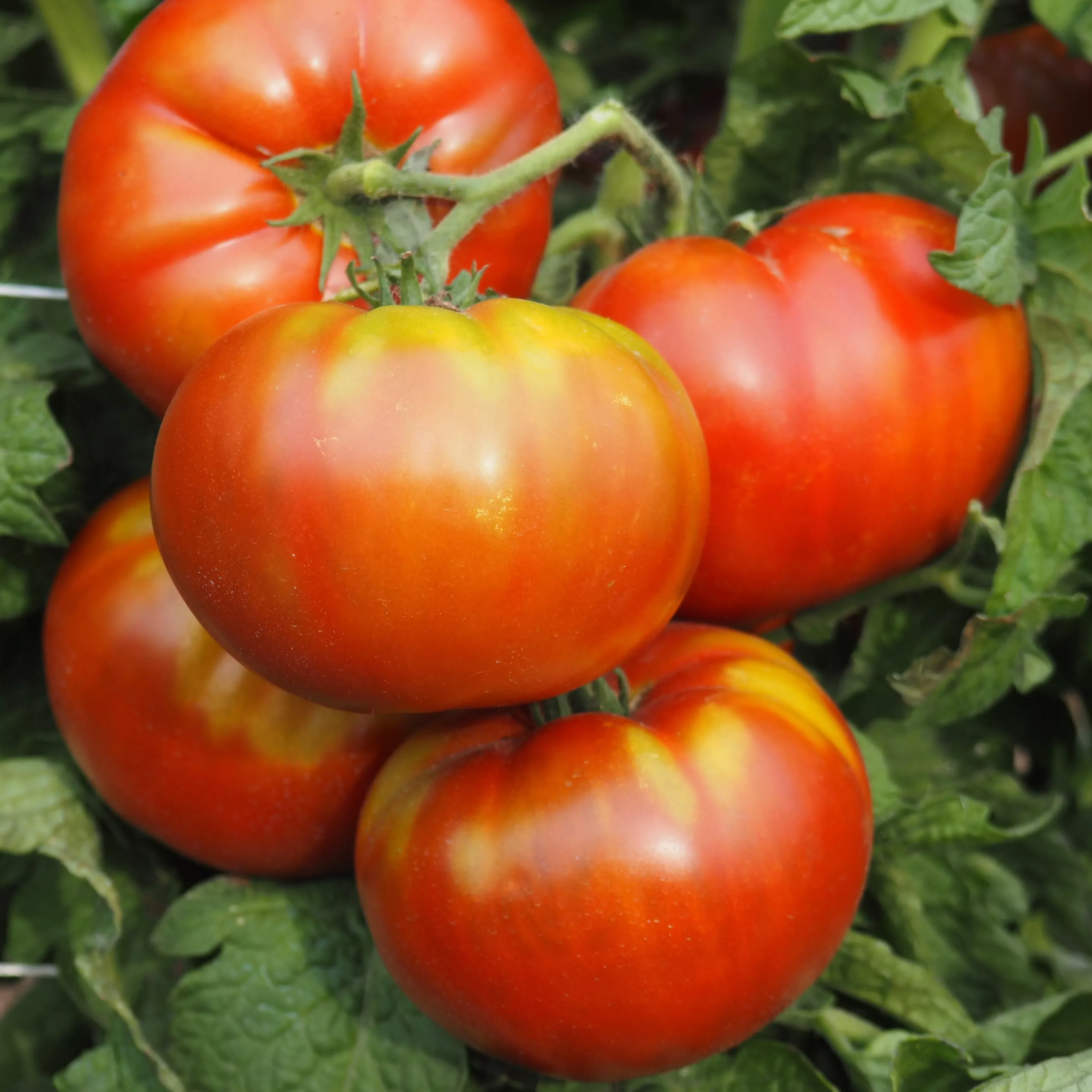 Tomato ⁃ Organic Seed Tasmanian Chocolate