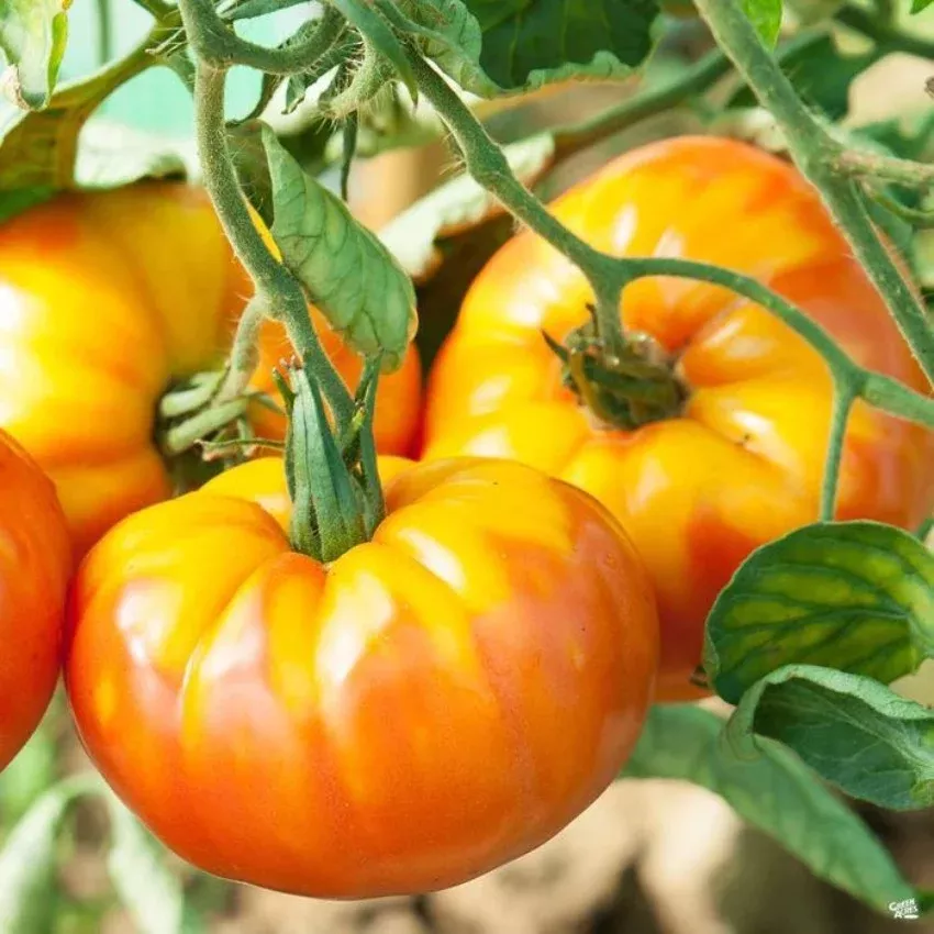 Tomato Pineapple Seeds