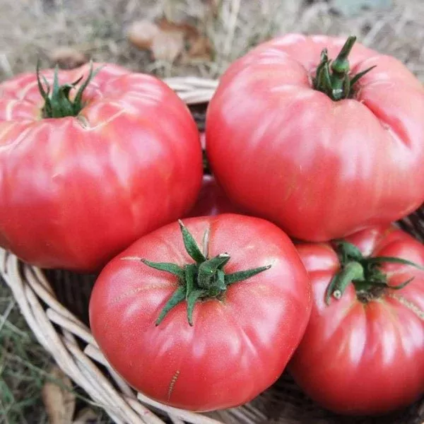 Tomato Prudens Purple Seeds