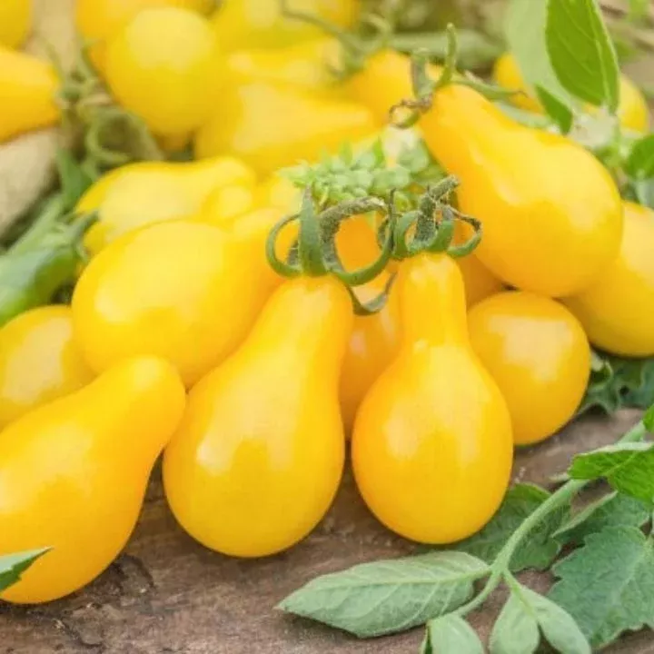 Tomato Yellow Pear Seeds