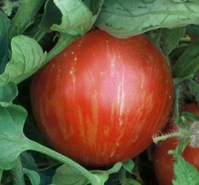 Tomato