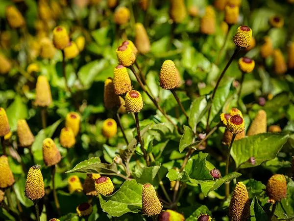 Toothache Plant AKA Eyeball Plant
