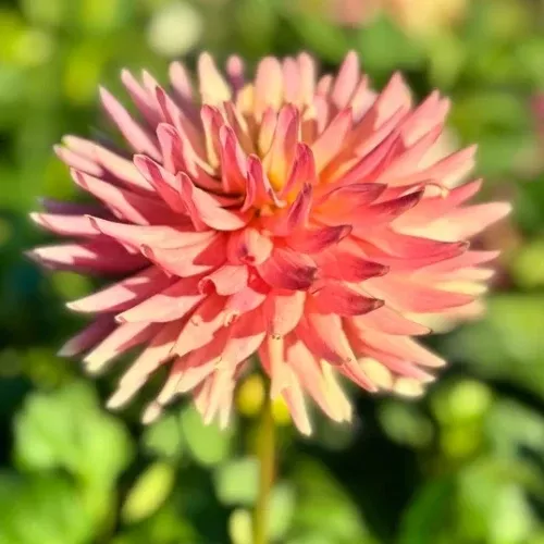 'Touché' Dahlia ( Semi-Cactus)