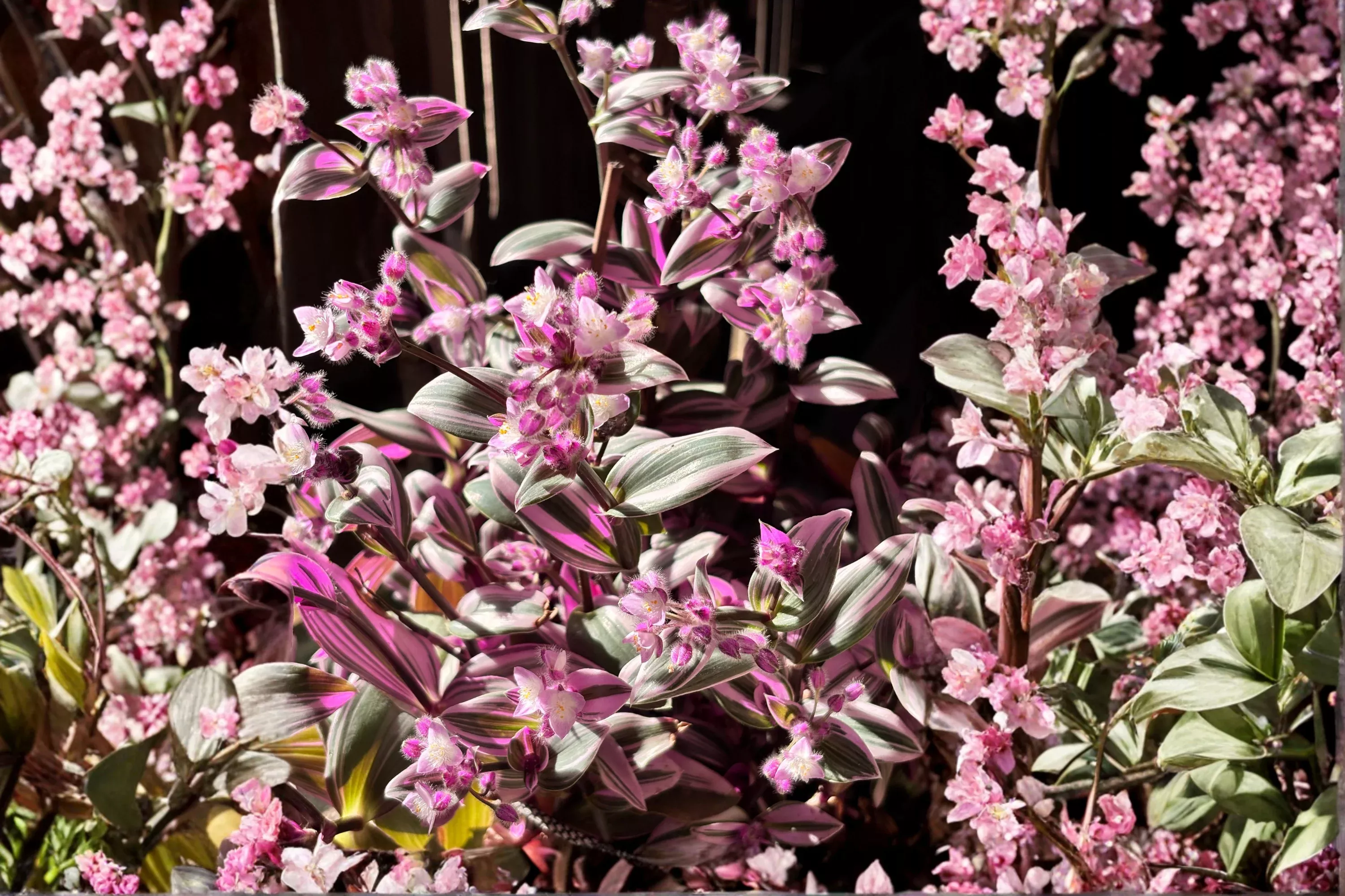 Tradescantia 'Nanouk' Live Cuttings – 5 Pack – 4–8 Inch Pink Wandering Dude Plant
