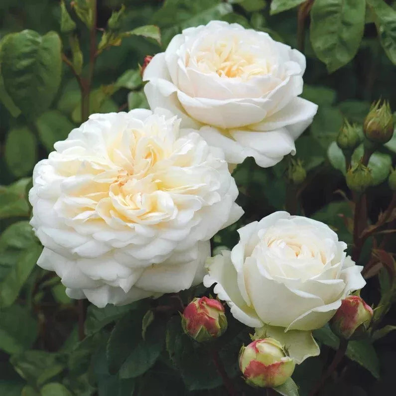 Tranquility Live Rose Cuttings - 5-8" Fresh Unrooted Stems - David Austin Rose (Rosa 'Tranquility')