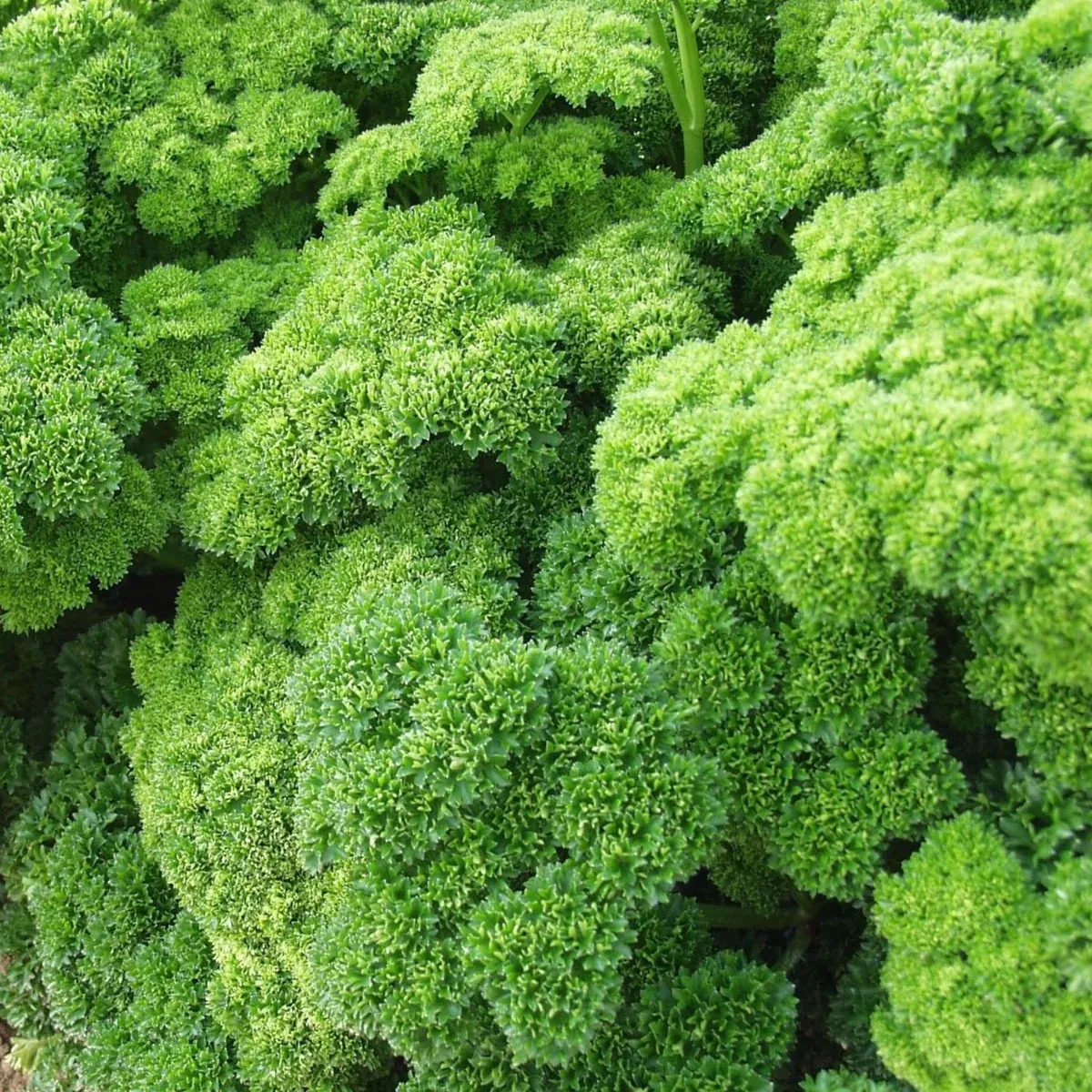 Triple Moss Curled Parsley