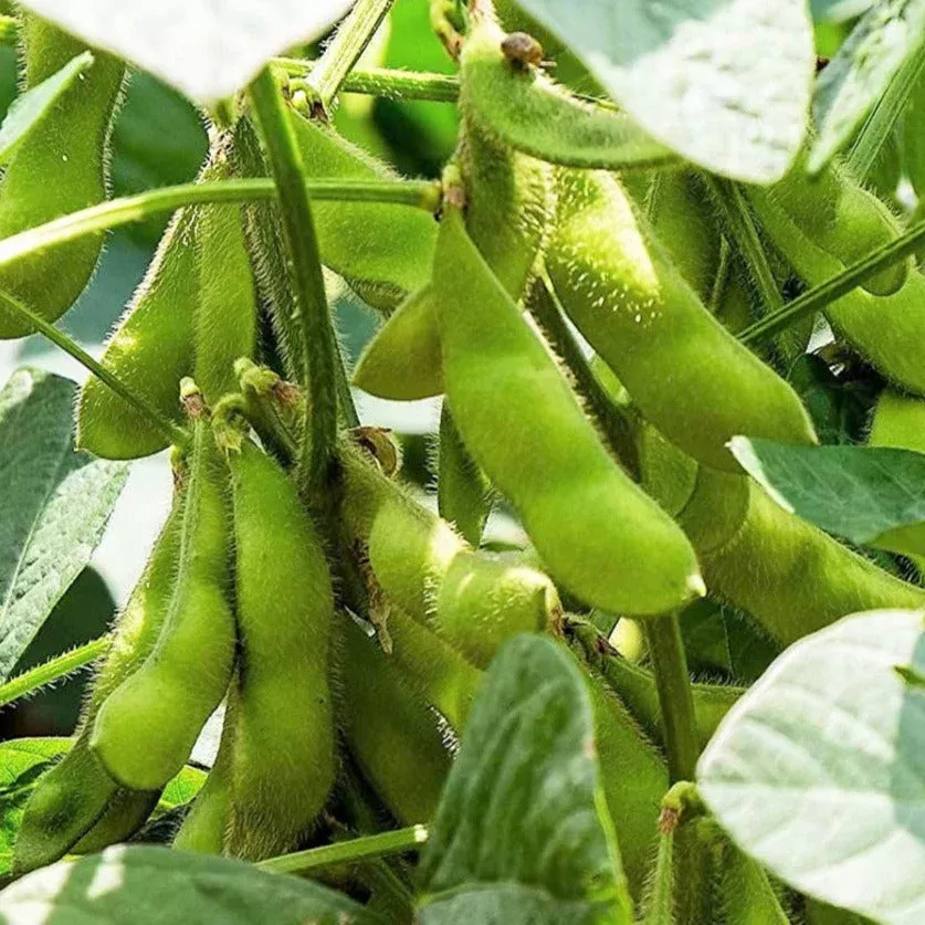 Triple Play Edamame Soy Bean