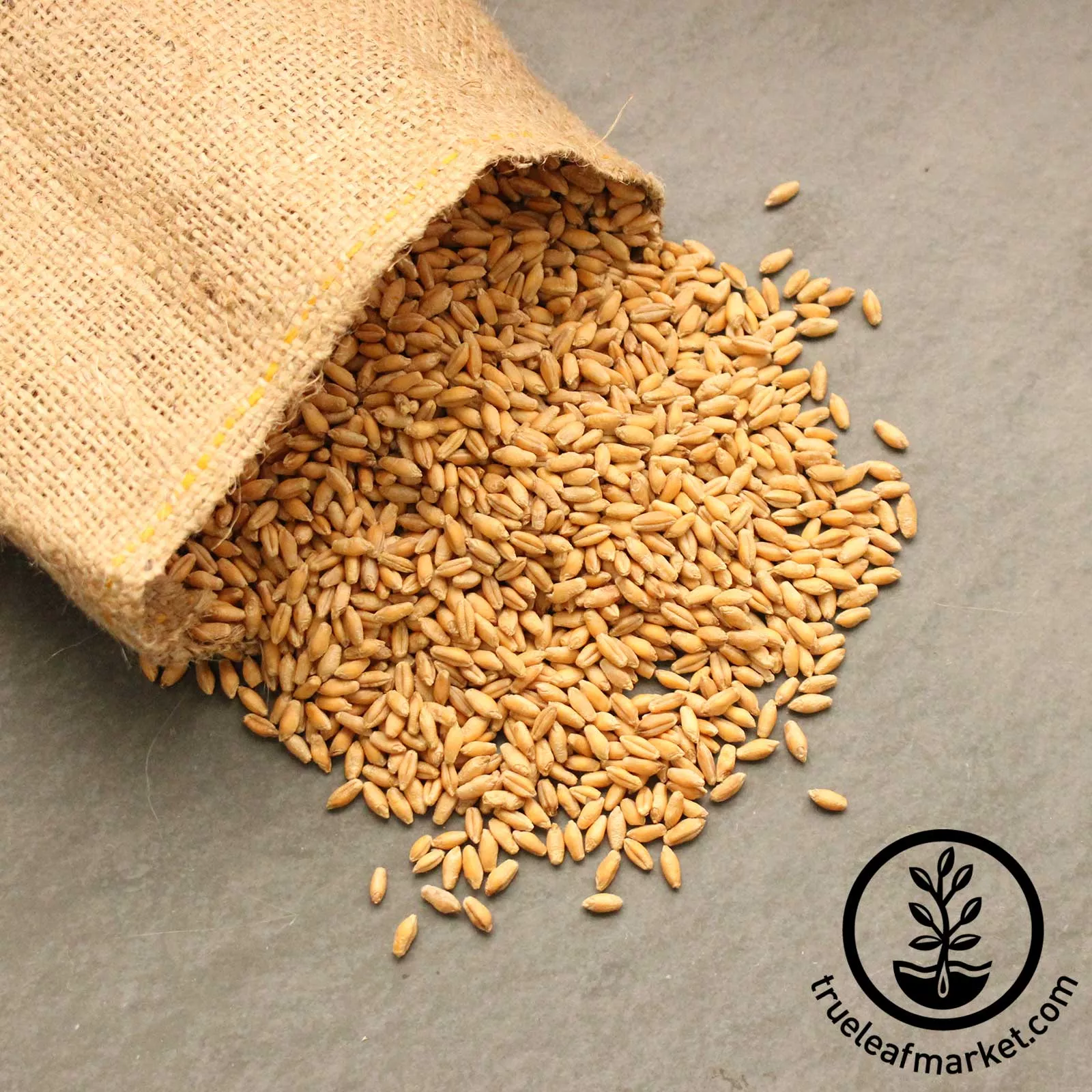 Triticale (Organic) - Bulk Grain