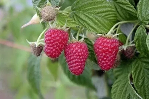 Tulameen Red Raspberry Live Starter Plant - Xtra Large Berry Size - Rooted Plant for Zones 5-9 - Rubus idaeus 'Tulameen'