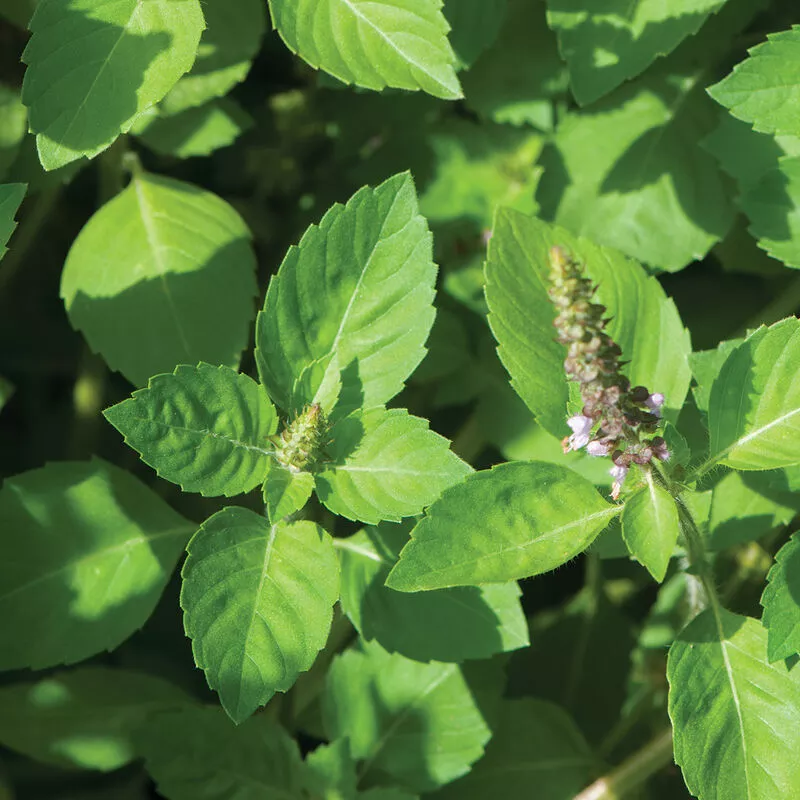 Tulsi aka Holy Basil