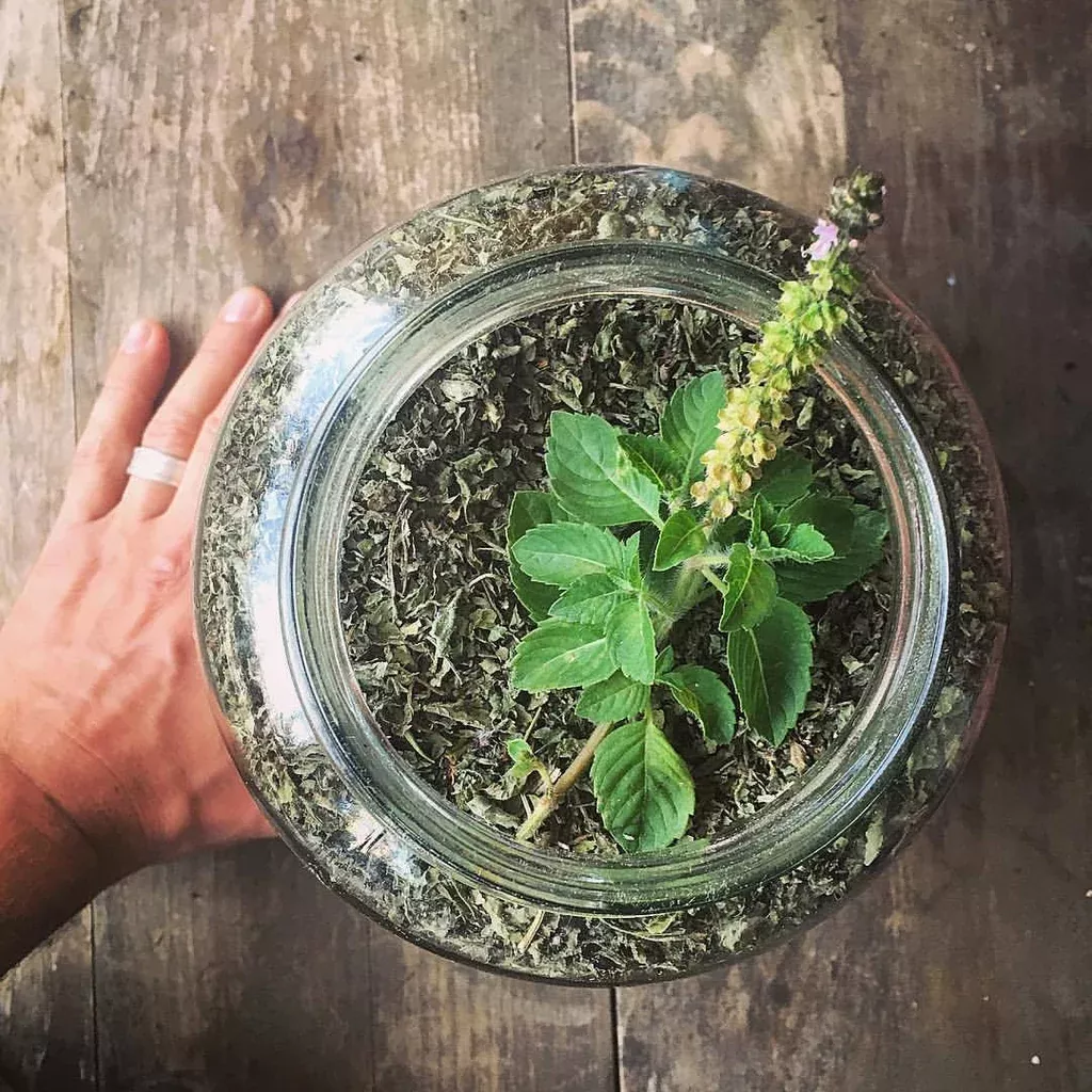 Tulsi, Temperate (Kapoor)