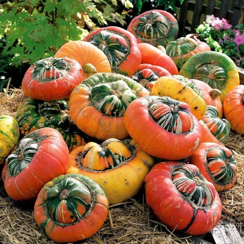 Turk's Turban Pumpkin