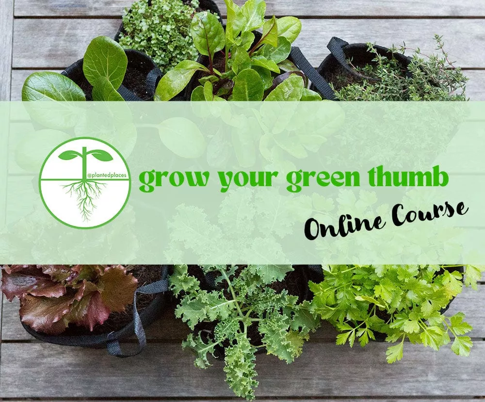Turn Winter Blues into Winter Greens - Digital Course