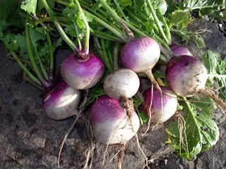 Turnip – Purple Top White Globe
